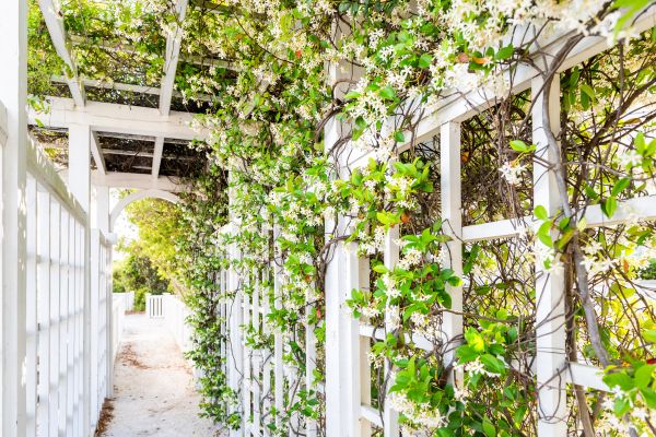 Trellis Repair in Petaluma