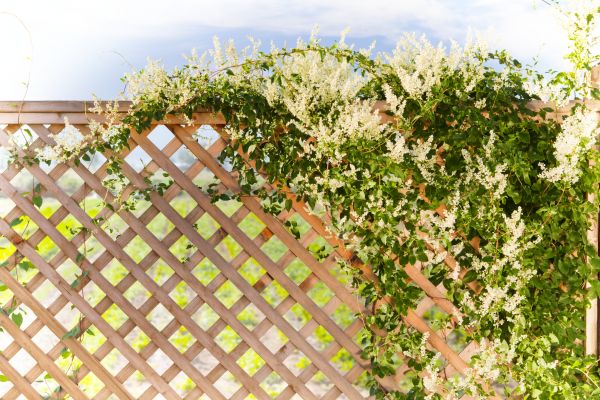 Lattice Repair in Petaluma