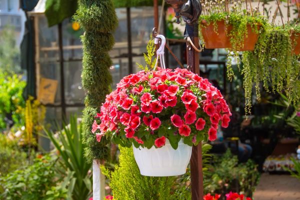 Hanging Planter Installation in Petaluma