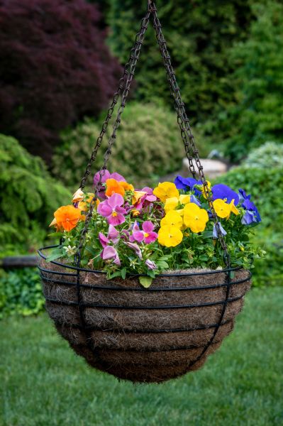 Hanging Basket Installation in Petaluma