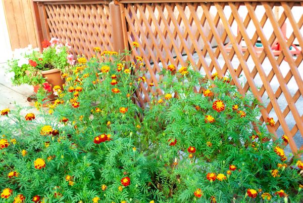 Decorative Lattice Mounting in Petaluma