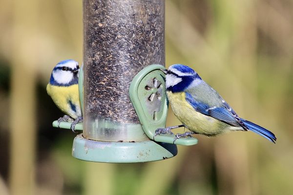 Bird Feeder Mounting Service in Petaluma