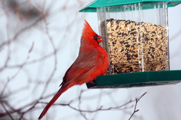 Bird Feeder Hanging in Petaluma